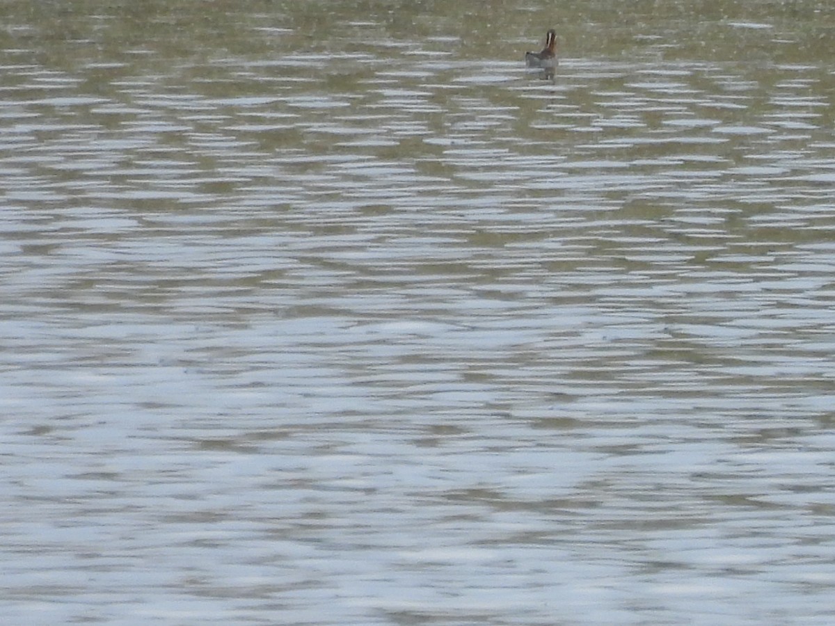 Wilson's Phalarope - ML638304870