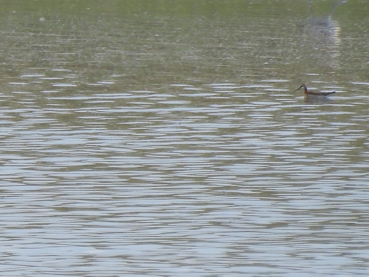 Wilson's Phalarope - ML638304872