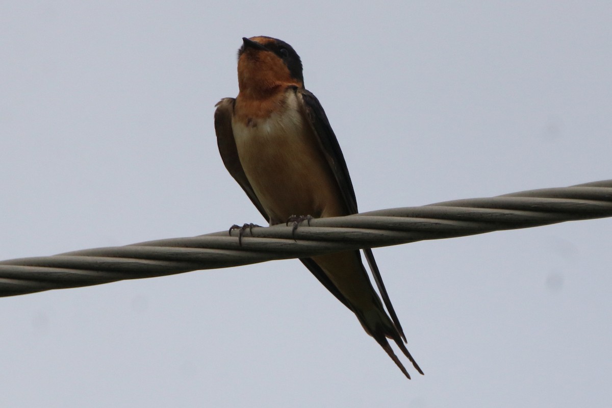 Barn Swallow - ML638304873