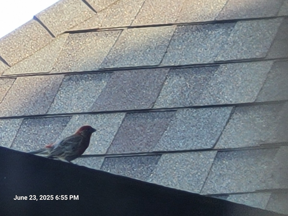 House Finch - ML638304881