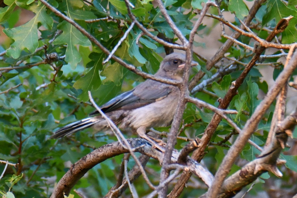 ウッドハウスカケス - ML638304888
