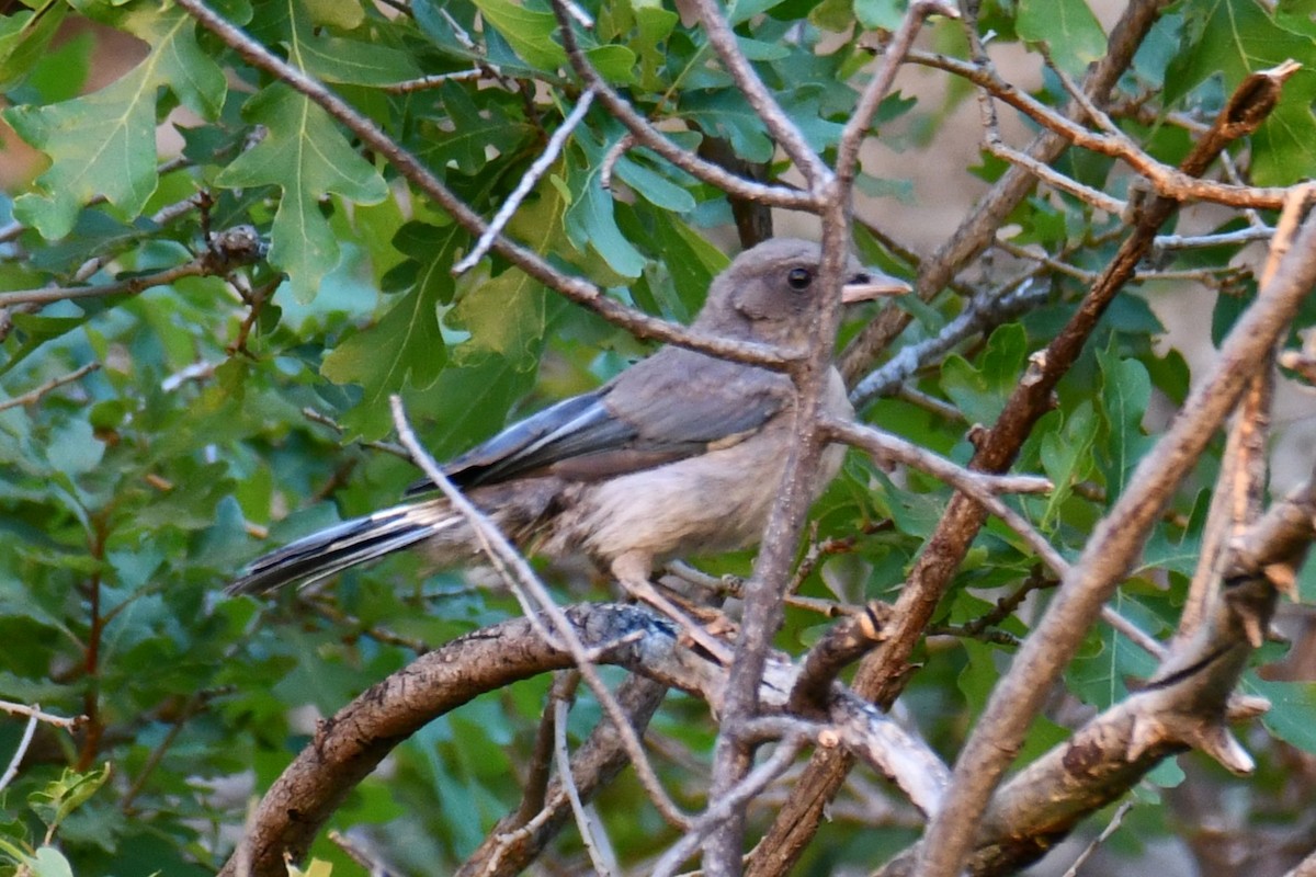 ウッドハウスカケス - ML638304889