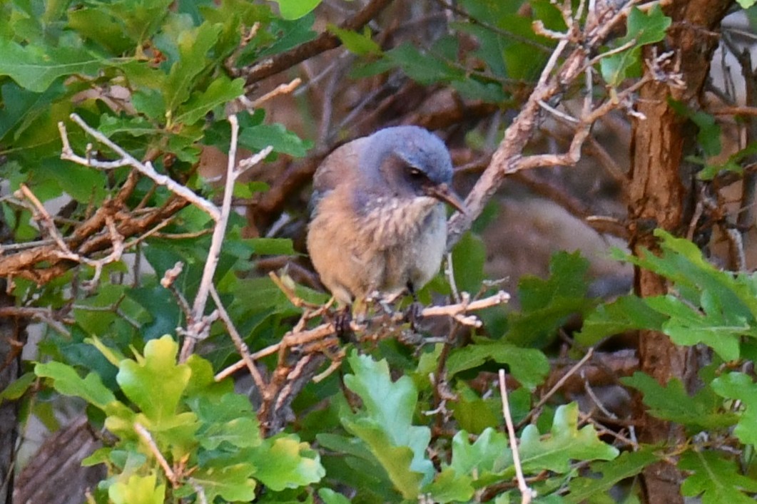 ウッドハウスカケス - ML638304890