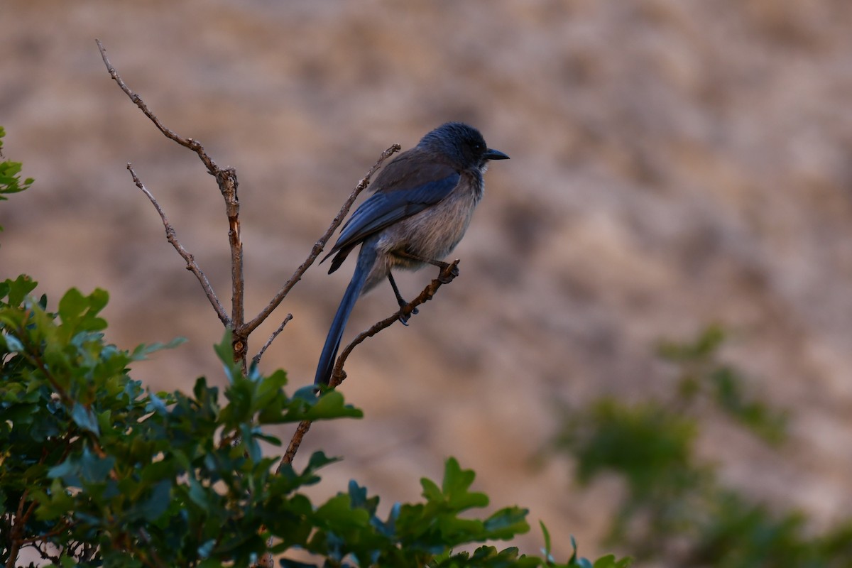 ウッドハウスカケス - ML638304891