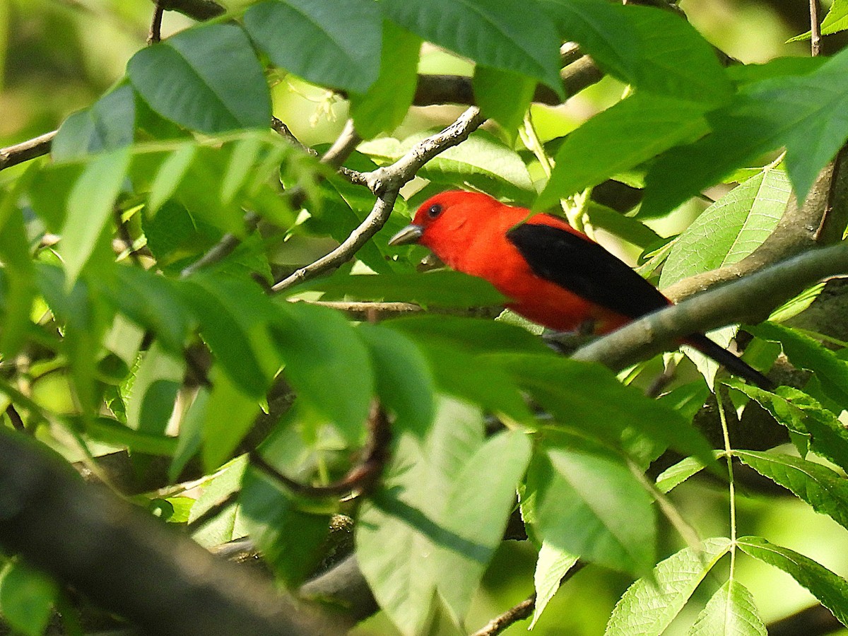 アカフウキンチョウ - ML638304908