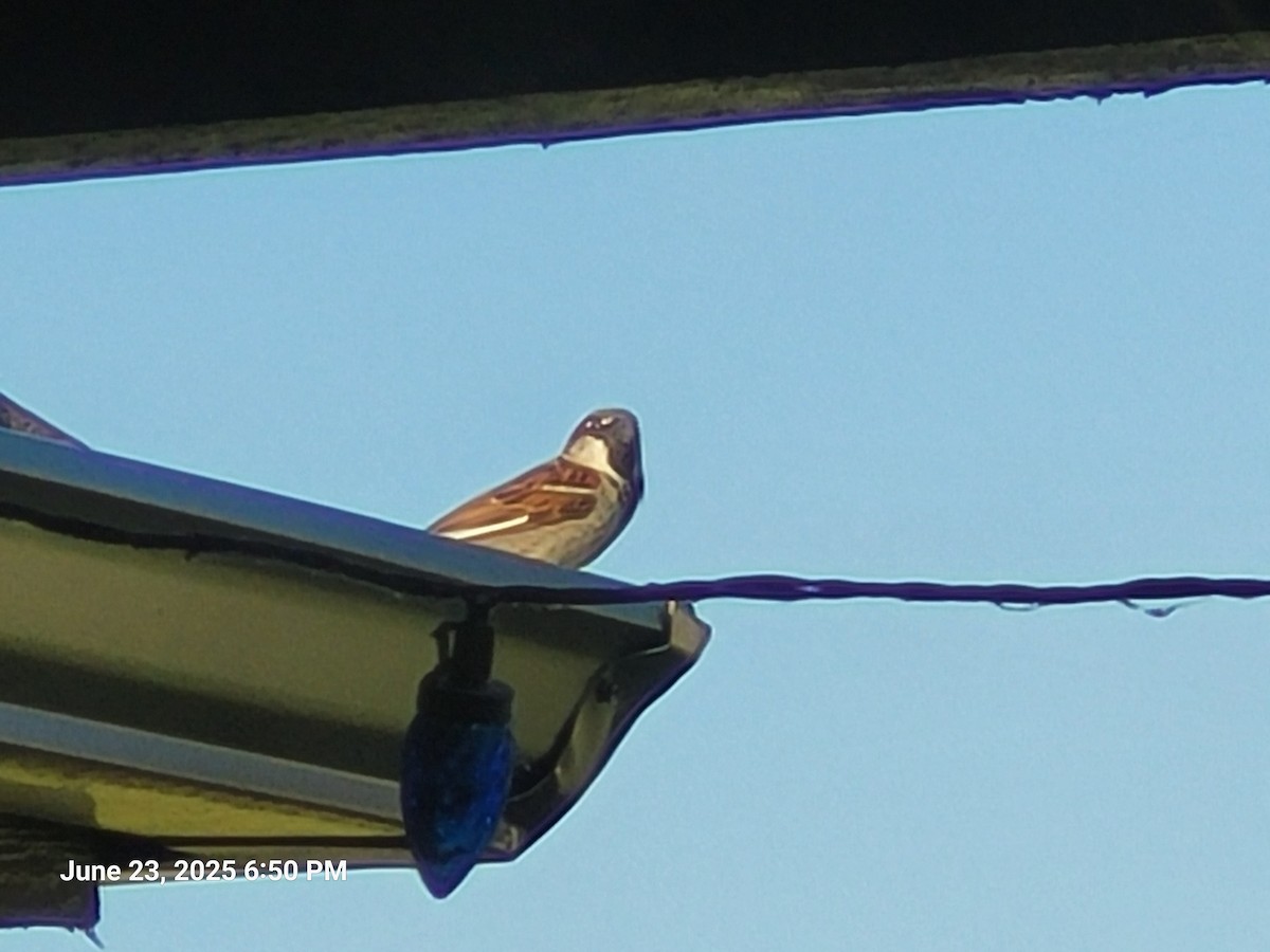 House Sparrow - ML638304916