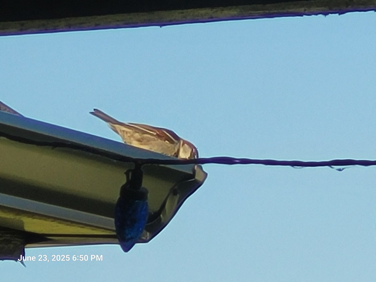 House Sparrow - ML638304918