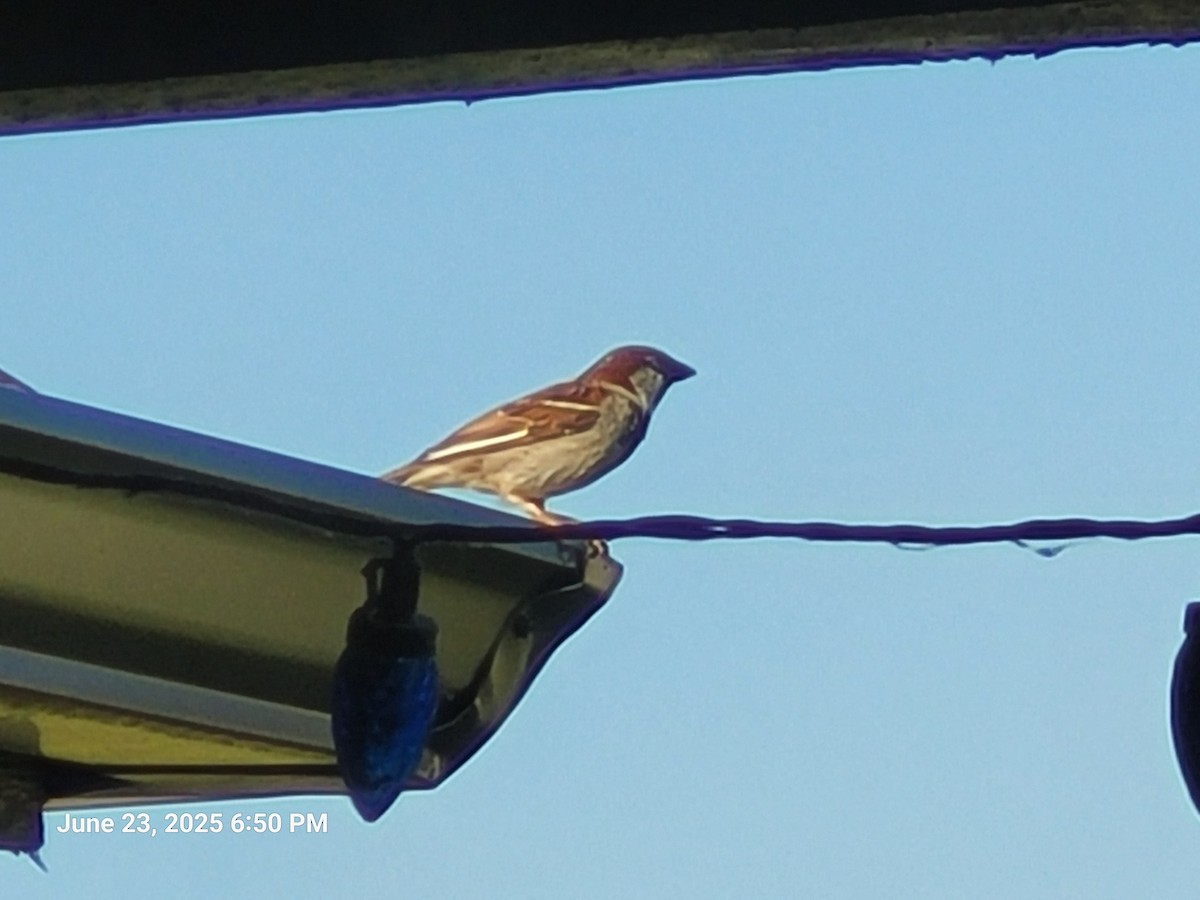 House Sparrow - ML638304921