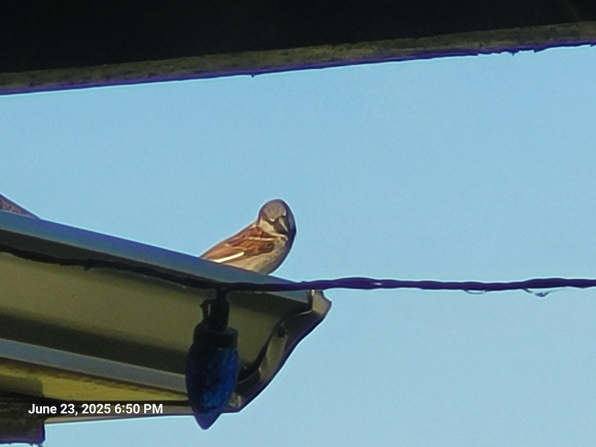 House Sparrow - ML638304924