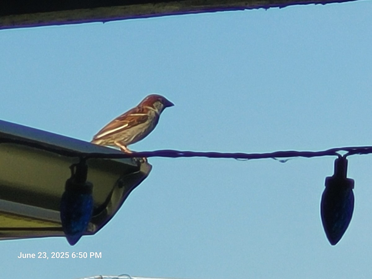 House Sparrow - ML638304925