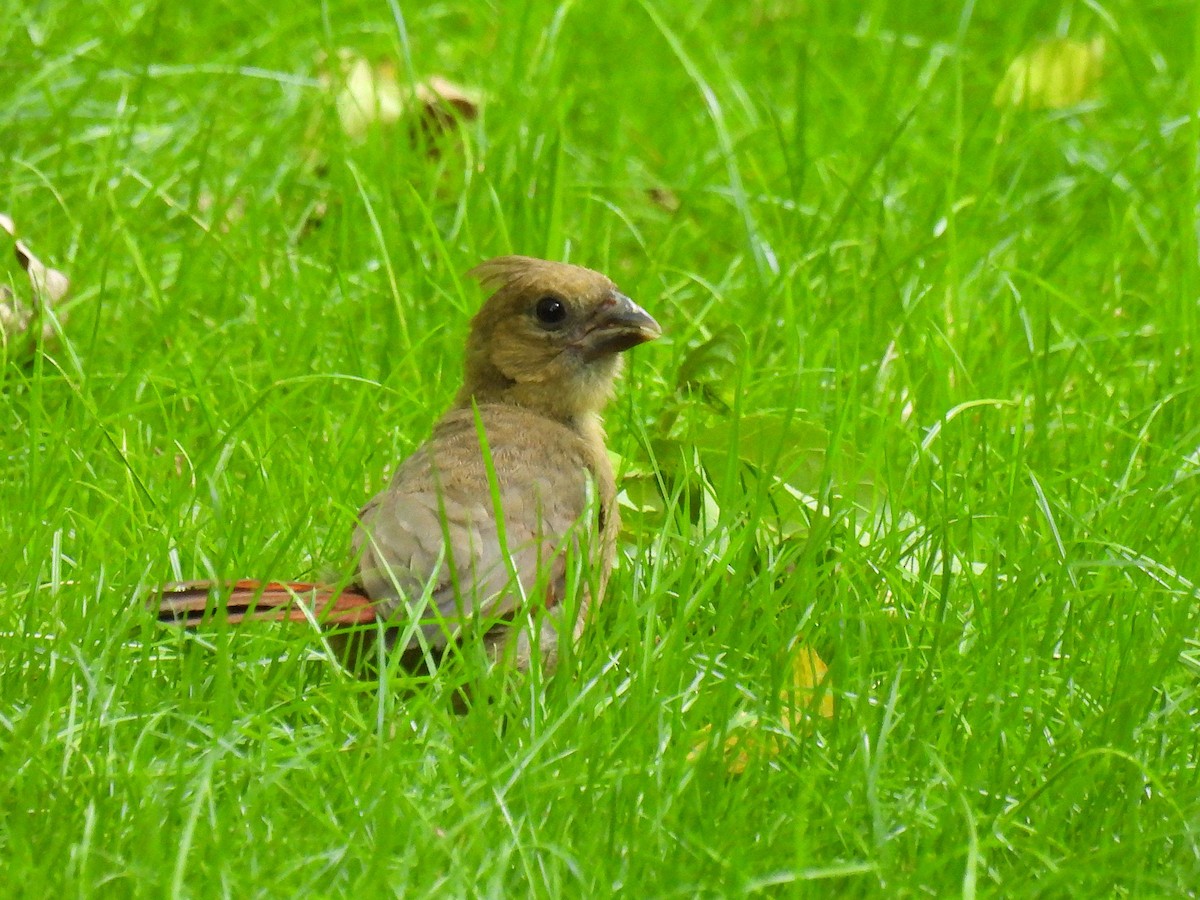 Northern Cardinal - ML638304926