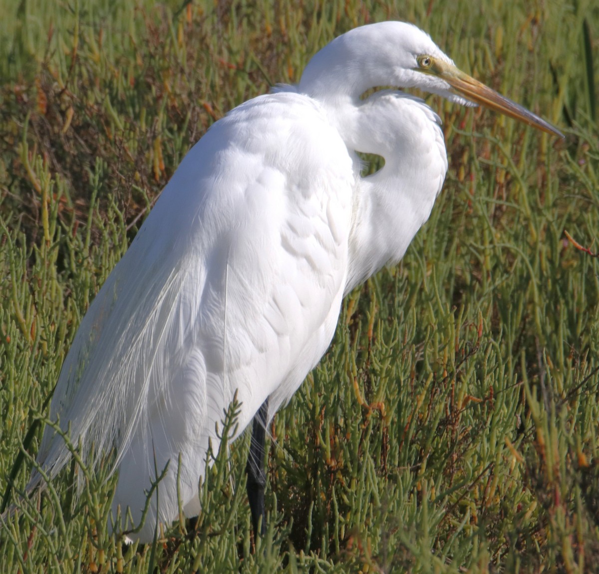 Great Egret - ML638304928