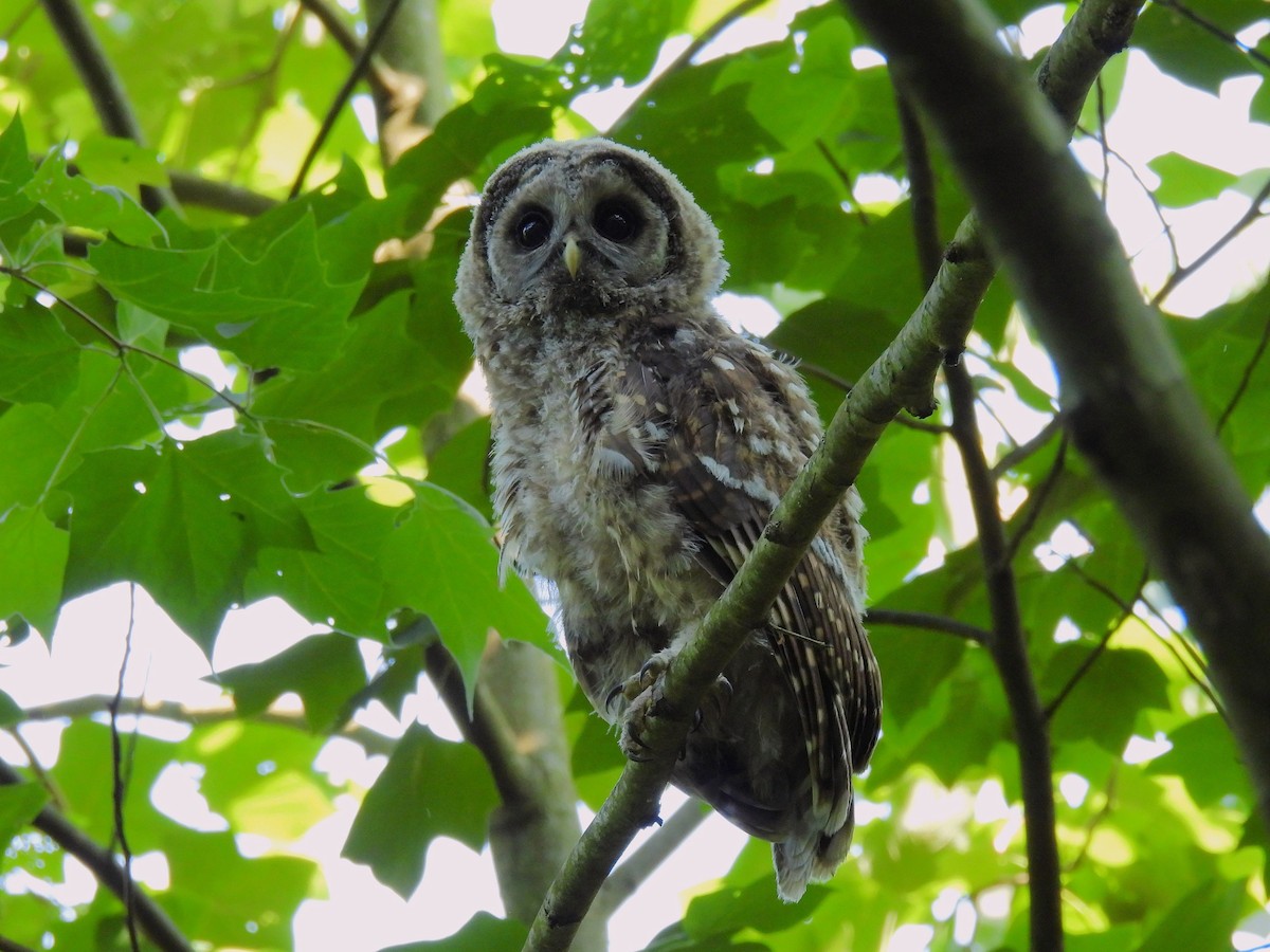 Barred Owl - ML638304939