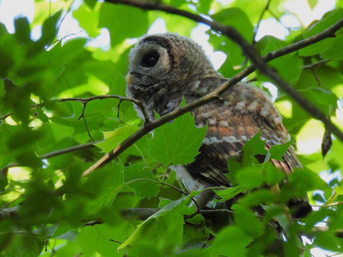 Barred Owl - ML638304941