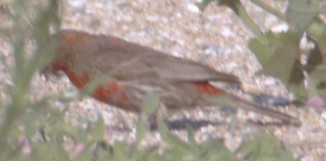 House Finch - ML638304950