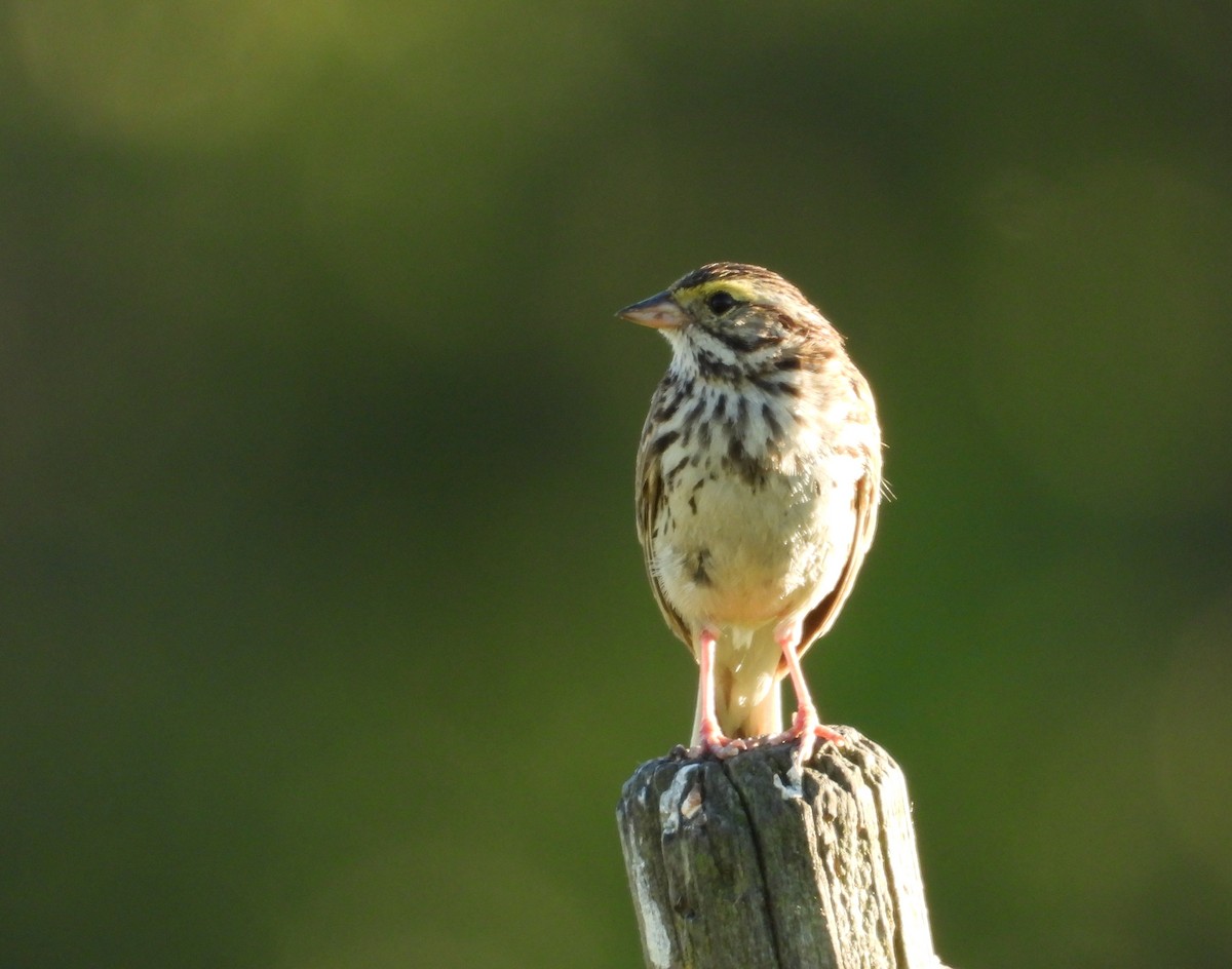 Savannah Sparrow - ML638304952