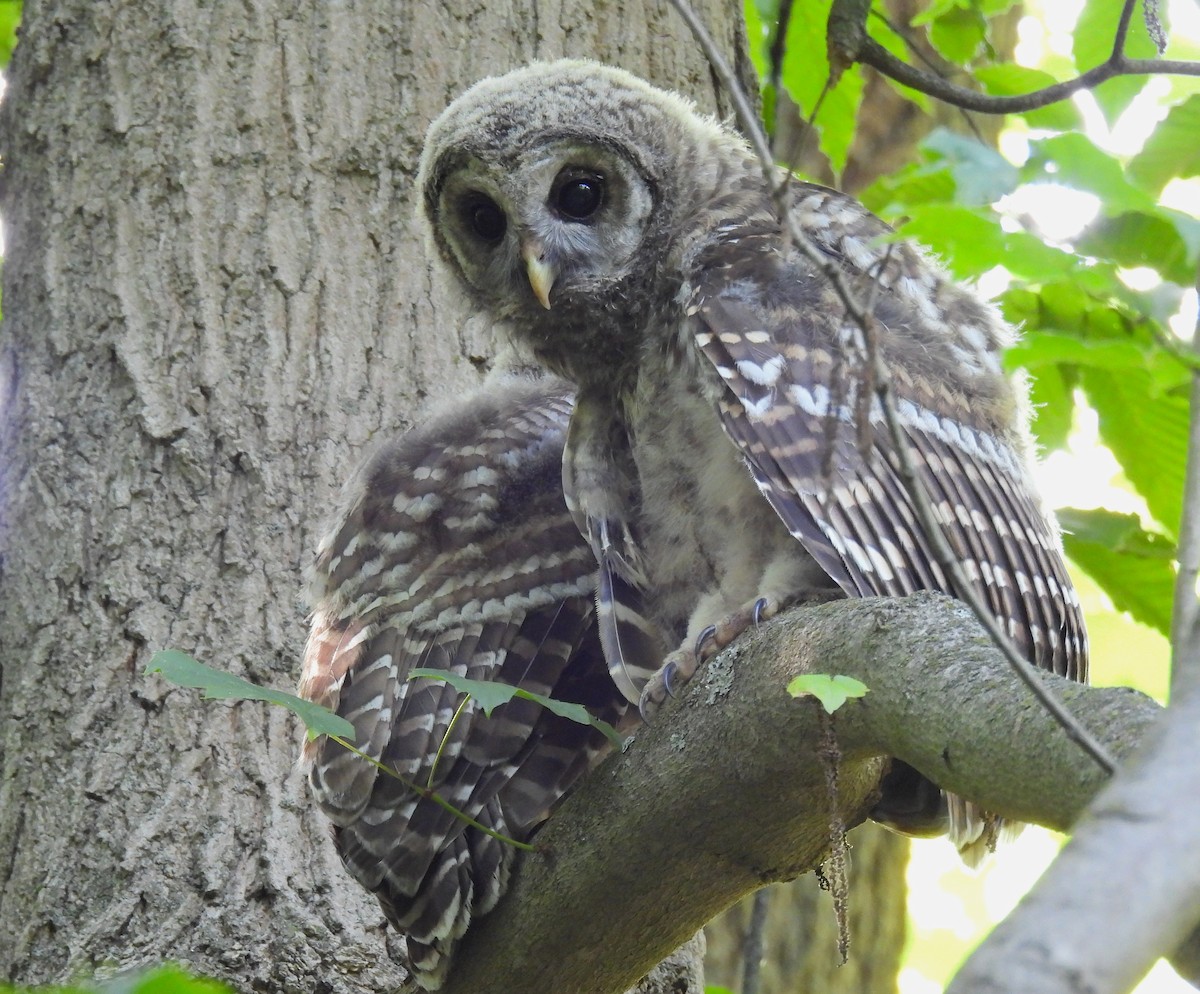 Barred Owl - ML638304959