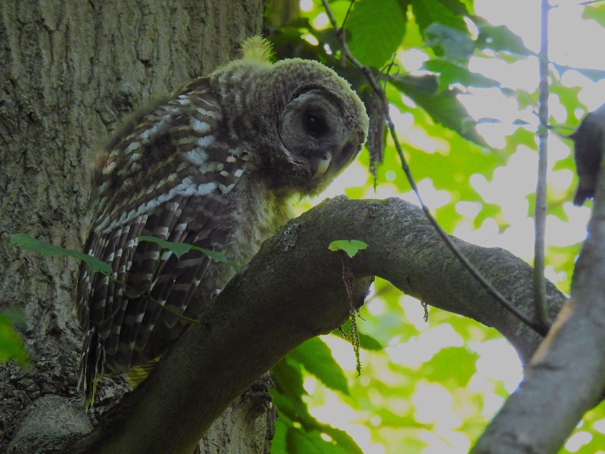 Barred Owl - ML638304960