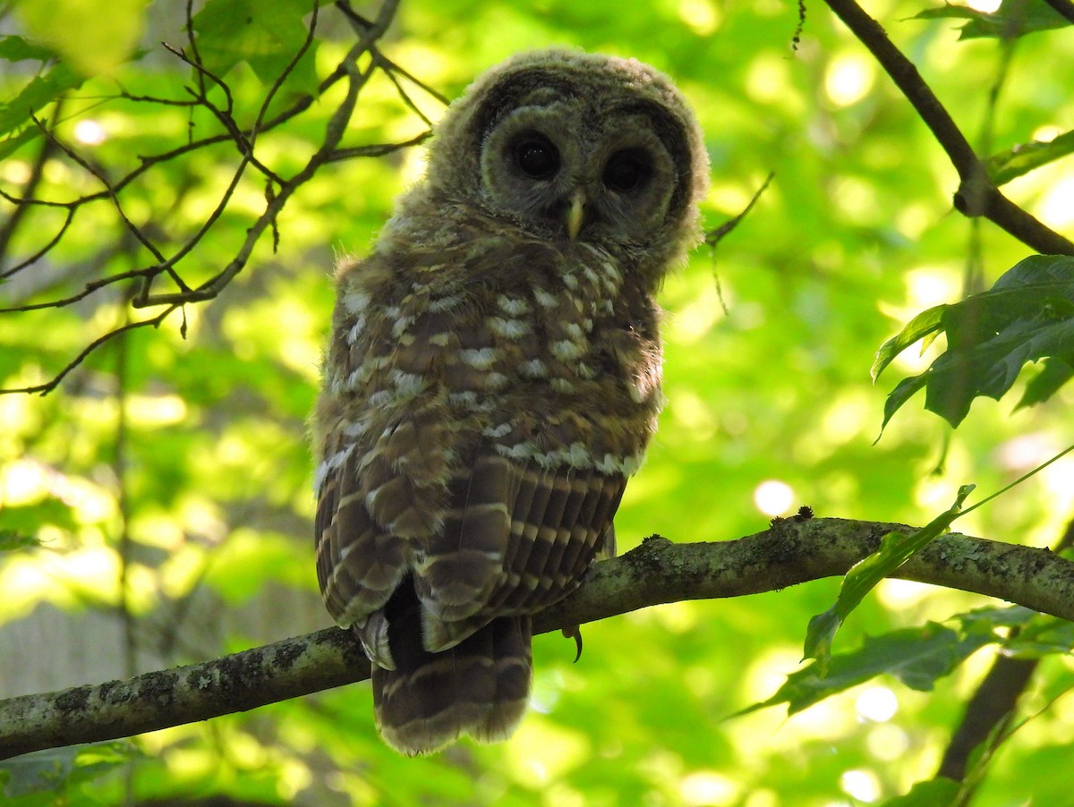 Barred Owl - ML638304961
