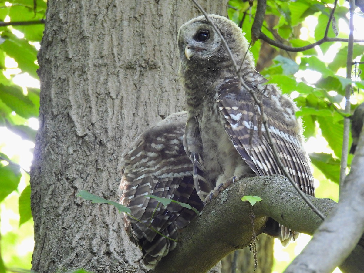 Barred Owl - ML638304964