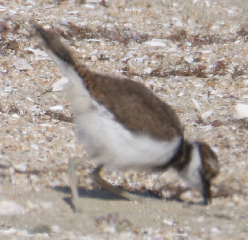 Killdeer - ML638304976