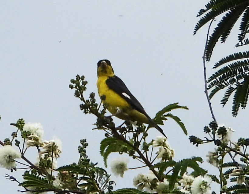 Lesser Goldfinch - ML638304978