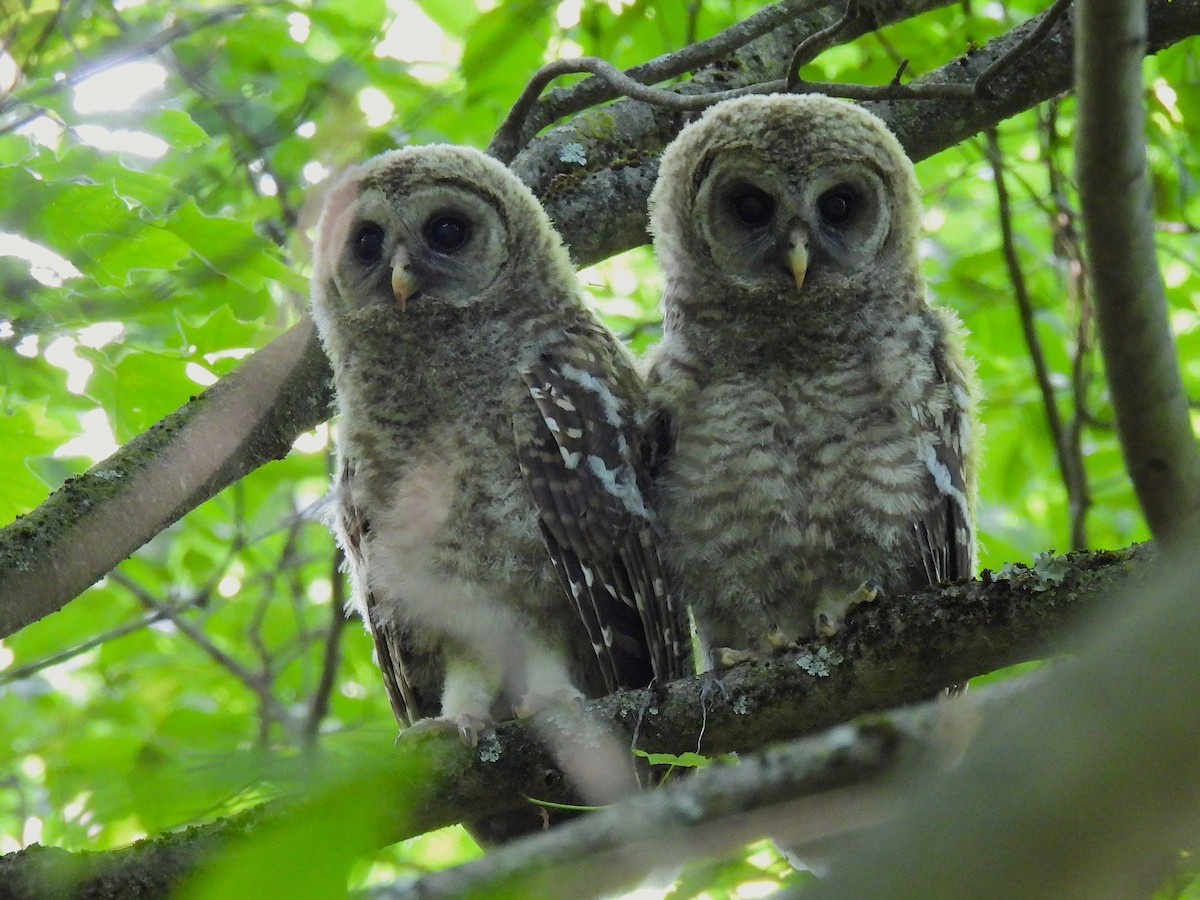 Barred Owl - ML638304982