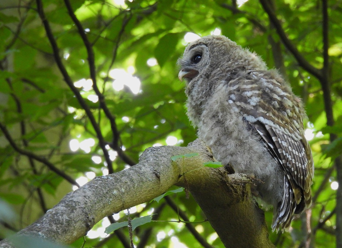Barred Owl - ML638304987