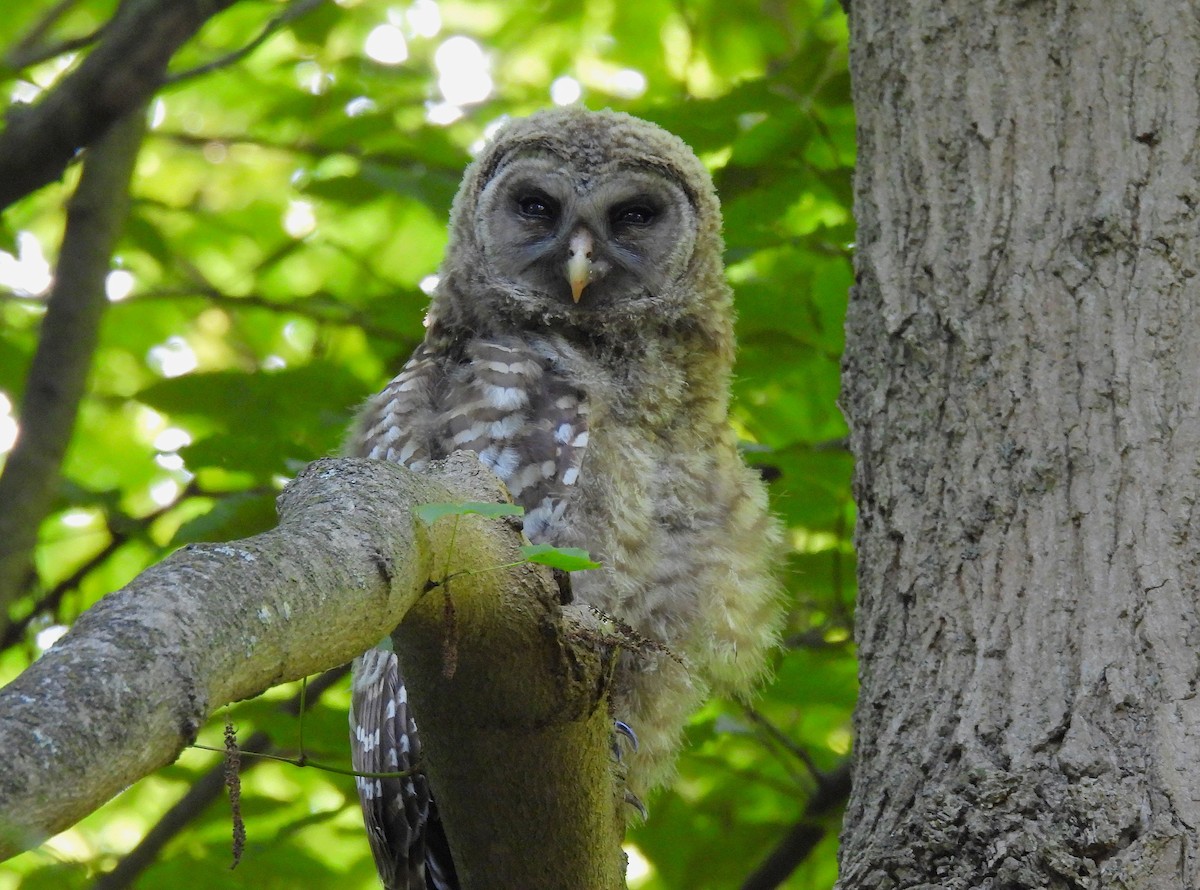 Barred Owl - ML638304991