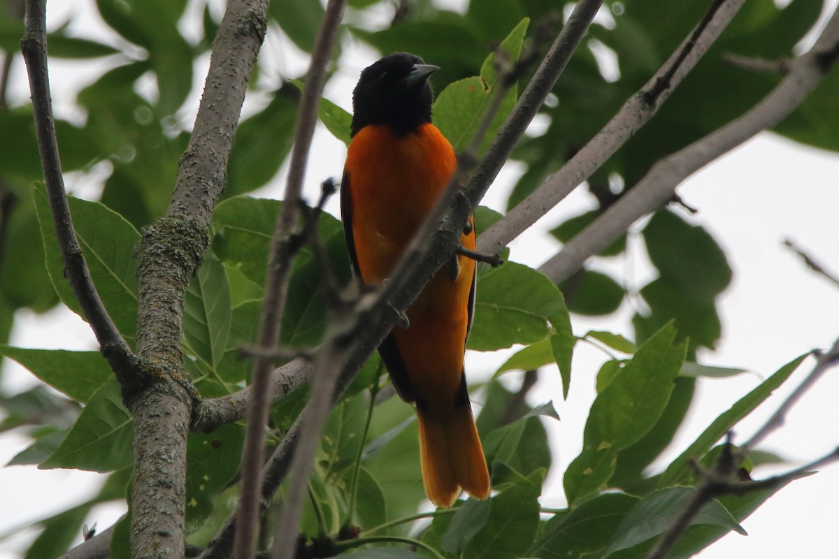 Baltimore Oriole - ML638304995
