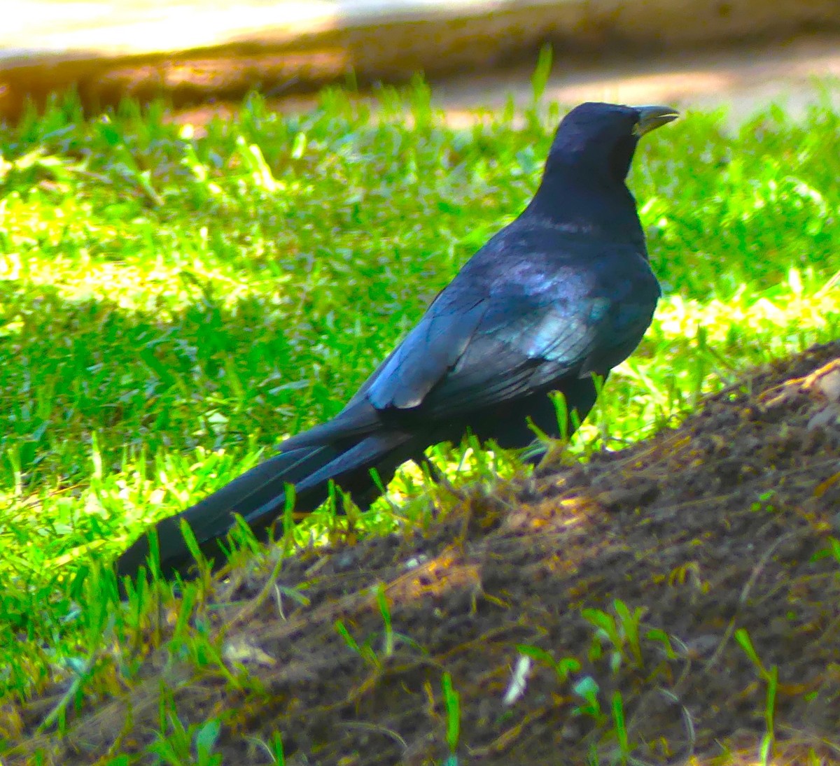 Great-tailed Grackle - ML638304996