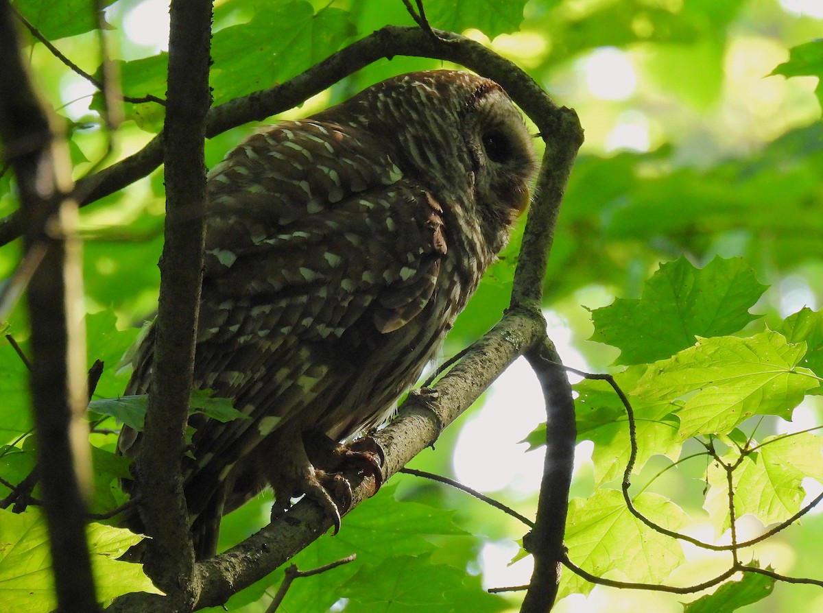 Barred Owl - ML638305007