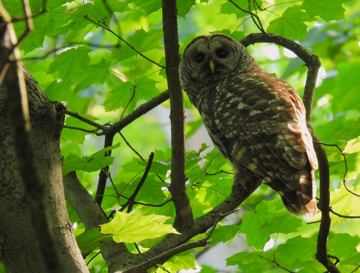 Barred Owl - ML638305008