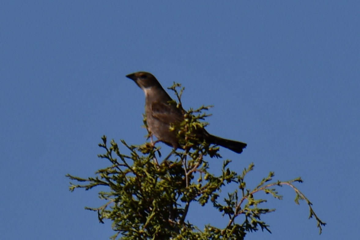 Brown-headed Cowbird - ML638305011