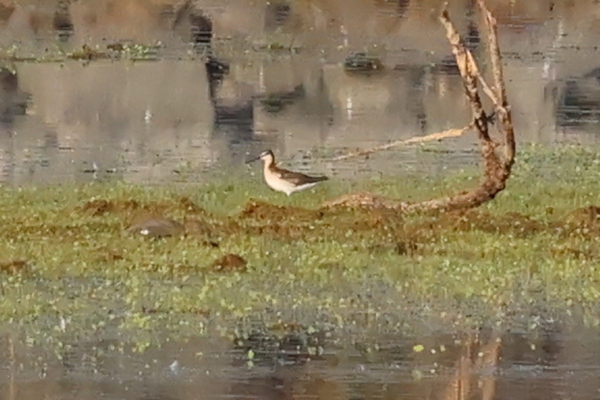 hvithalesvømmesnipe - ML638305021