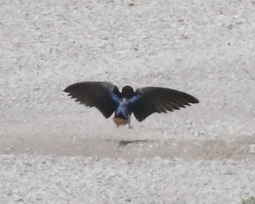 ツバメ（erythrogaster） - ML638305022