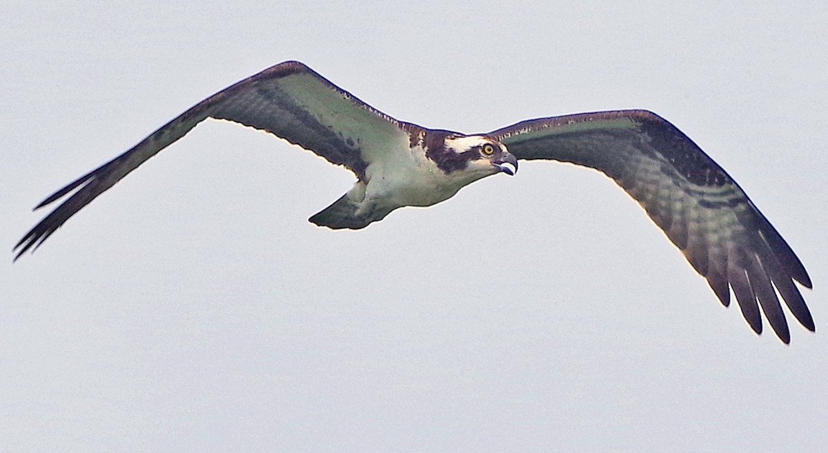 fiskeørn (carolinensis) - ML638305025