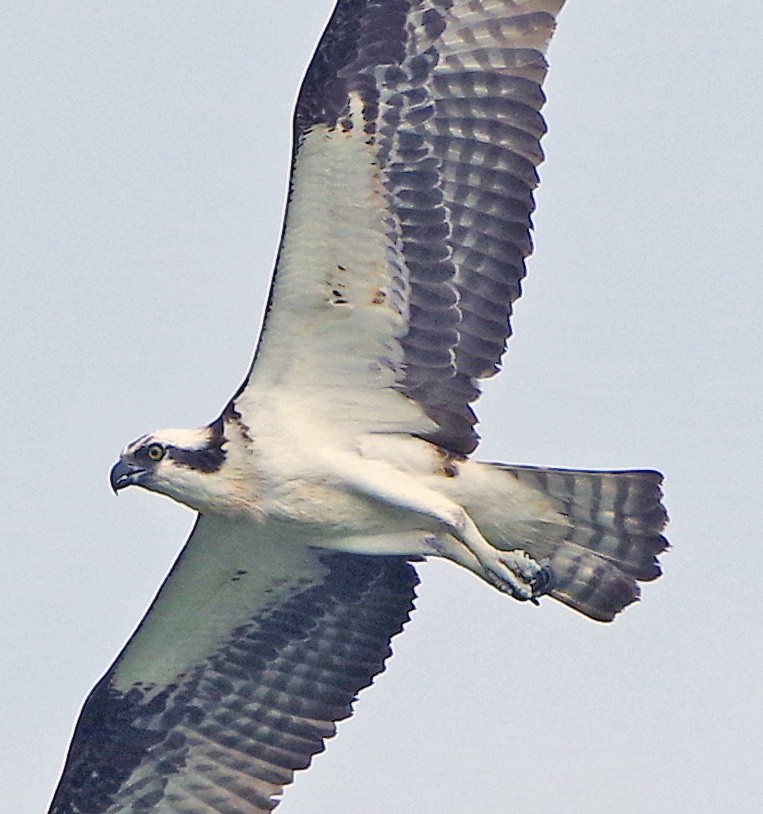 fiskeørn (carolinensis) - ML638305026