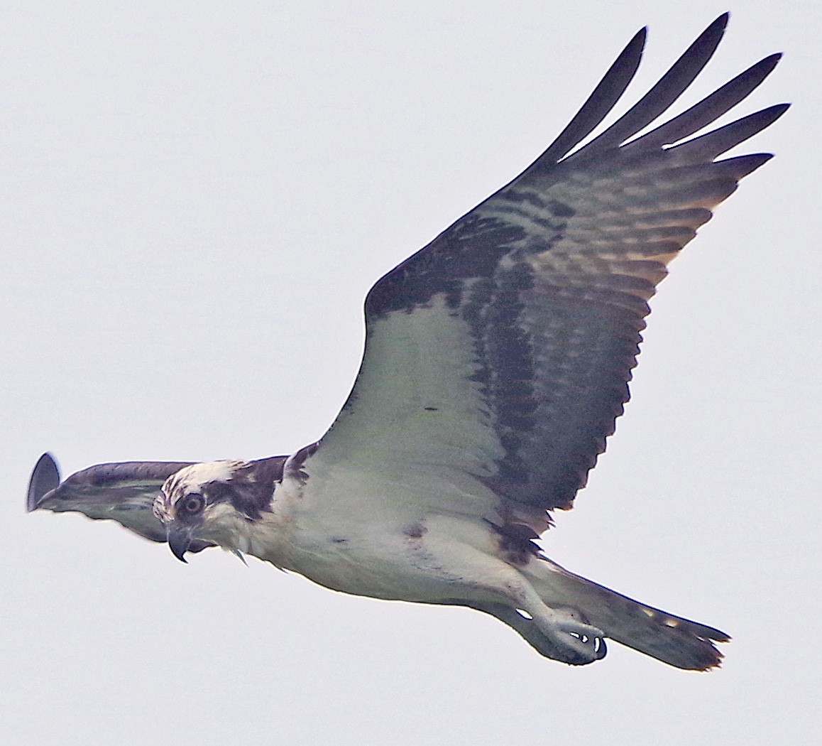 fiskeørn (carolinensis) - ML638305027