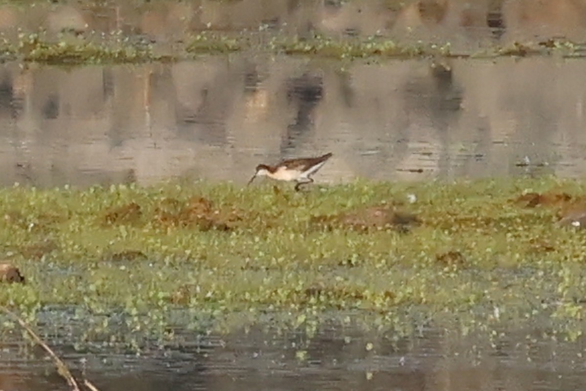 hvithalesvømmesnipe - ML638305031