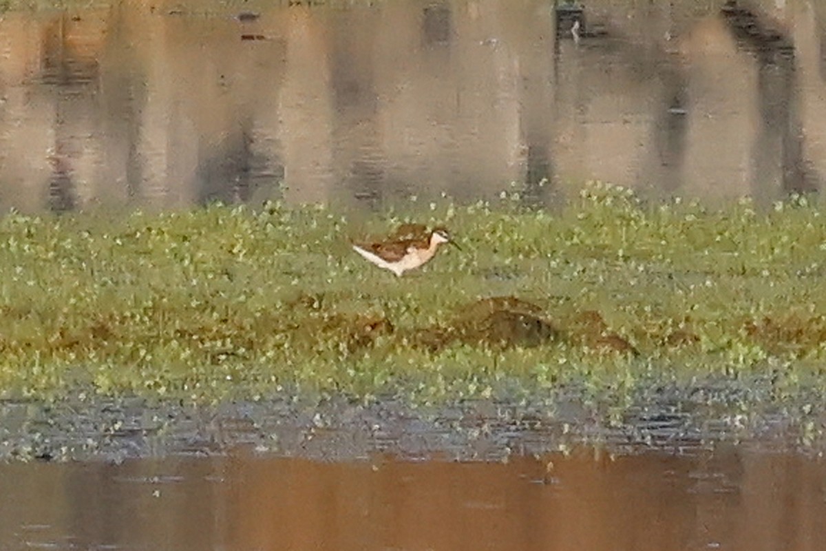 hvithalesvømmesnipe - ML638305038