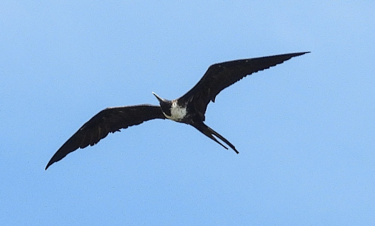 Magnificent Frigatebird - ML638305042