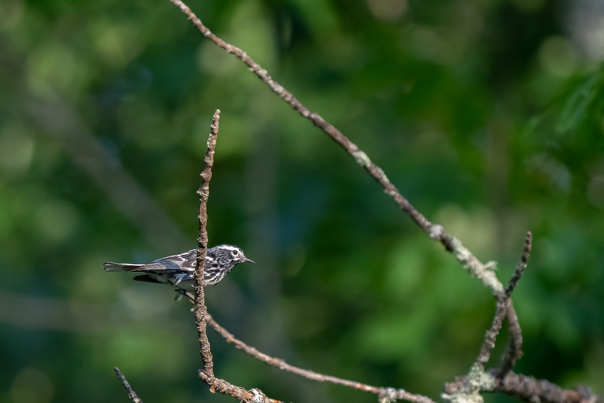 Black-and-white Warbler - ML638305052