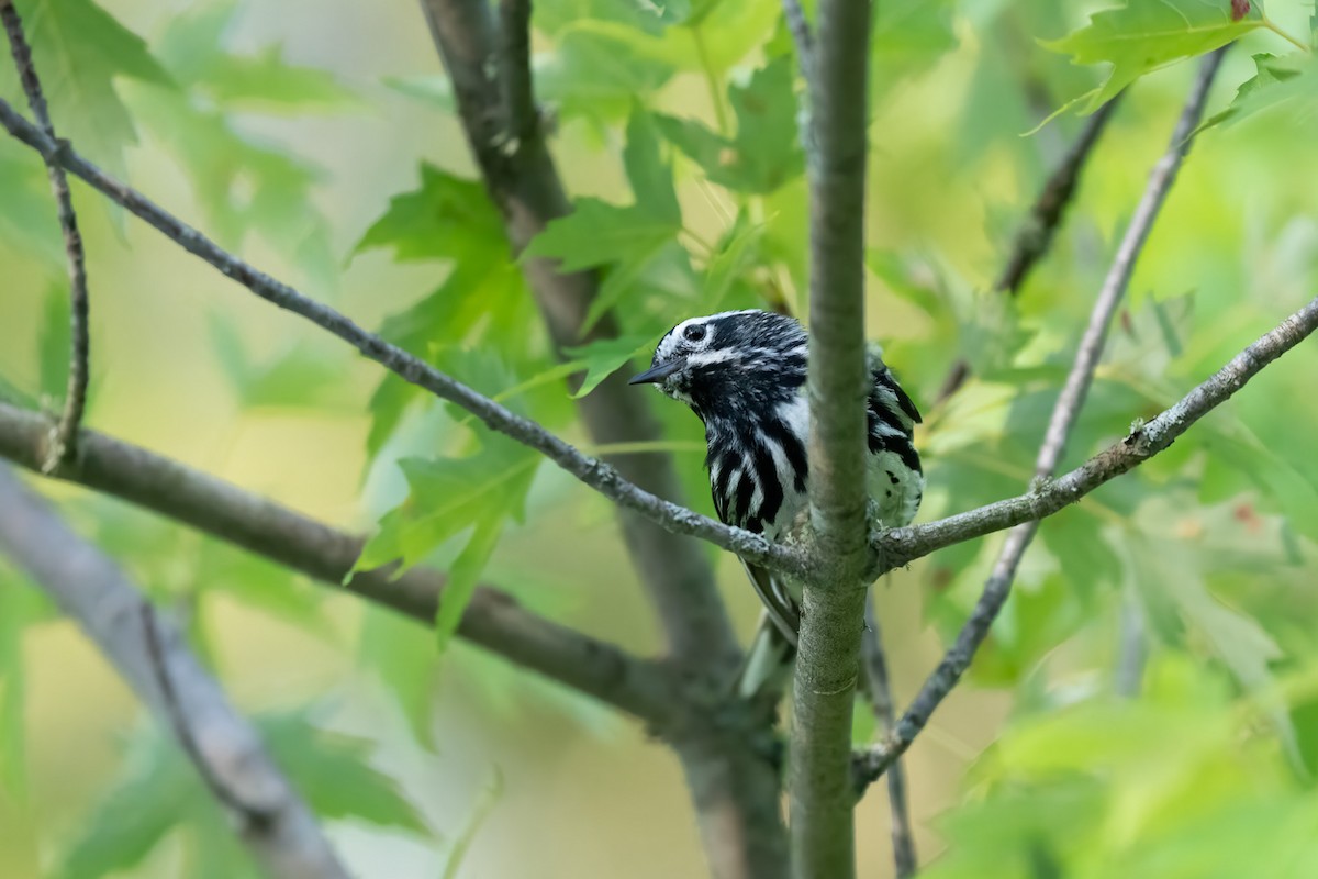Black-and-white Warbler - ML638305053