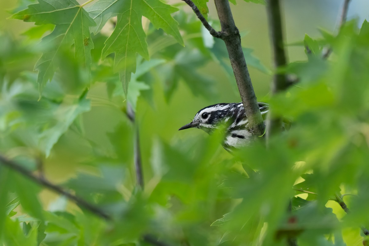 Black-and-white Warbler - ML638305054