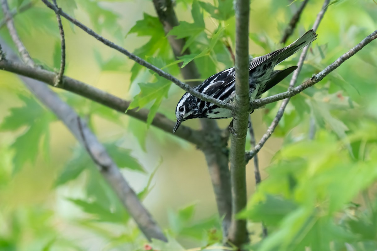 Black-and-white Warbler - ML638305055