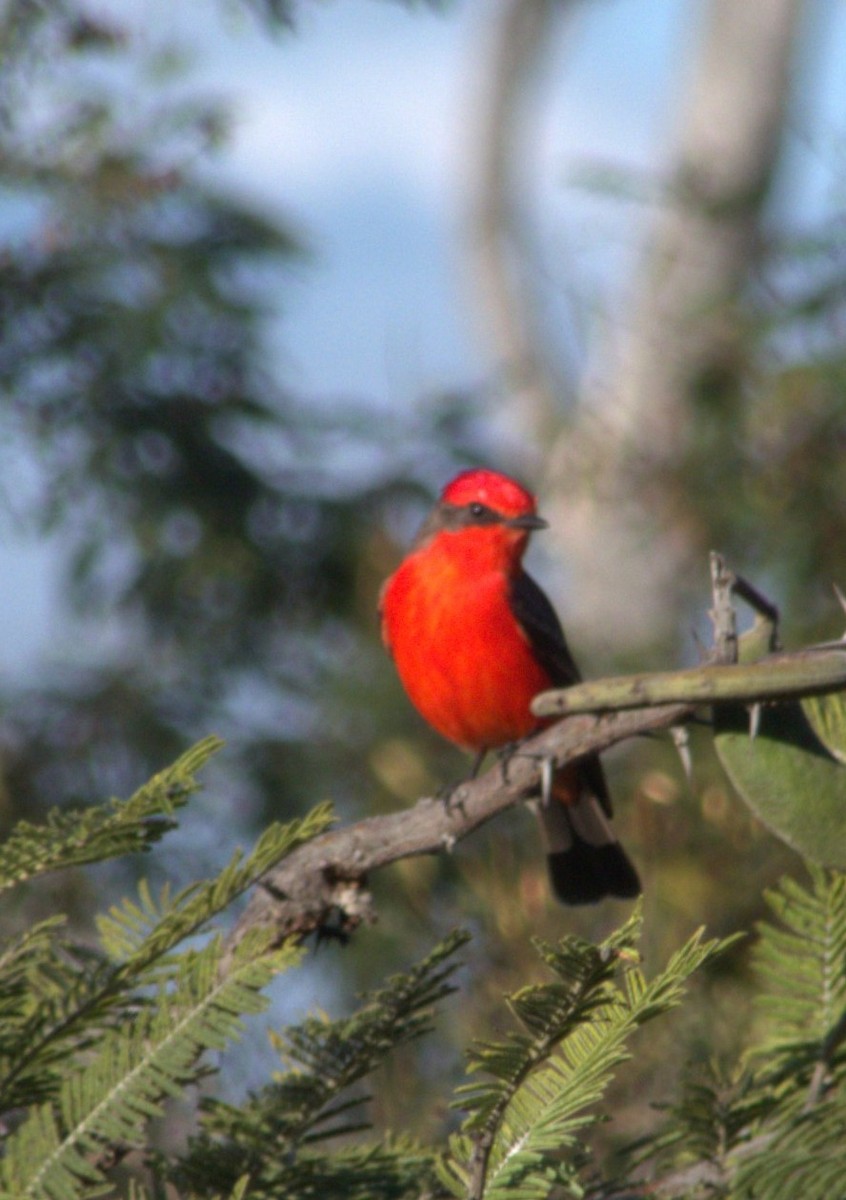 Vermilion Flycatcher - ML638305069