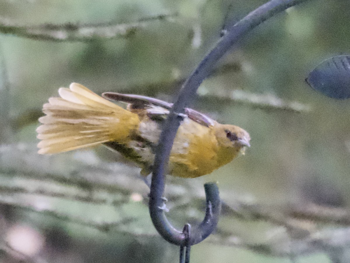 Baltimore Oriole - ML638305075