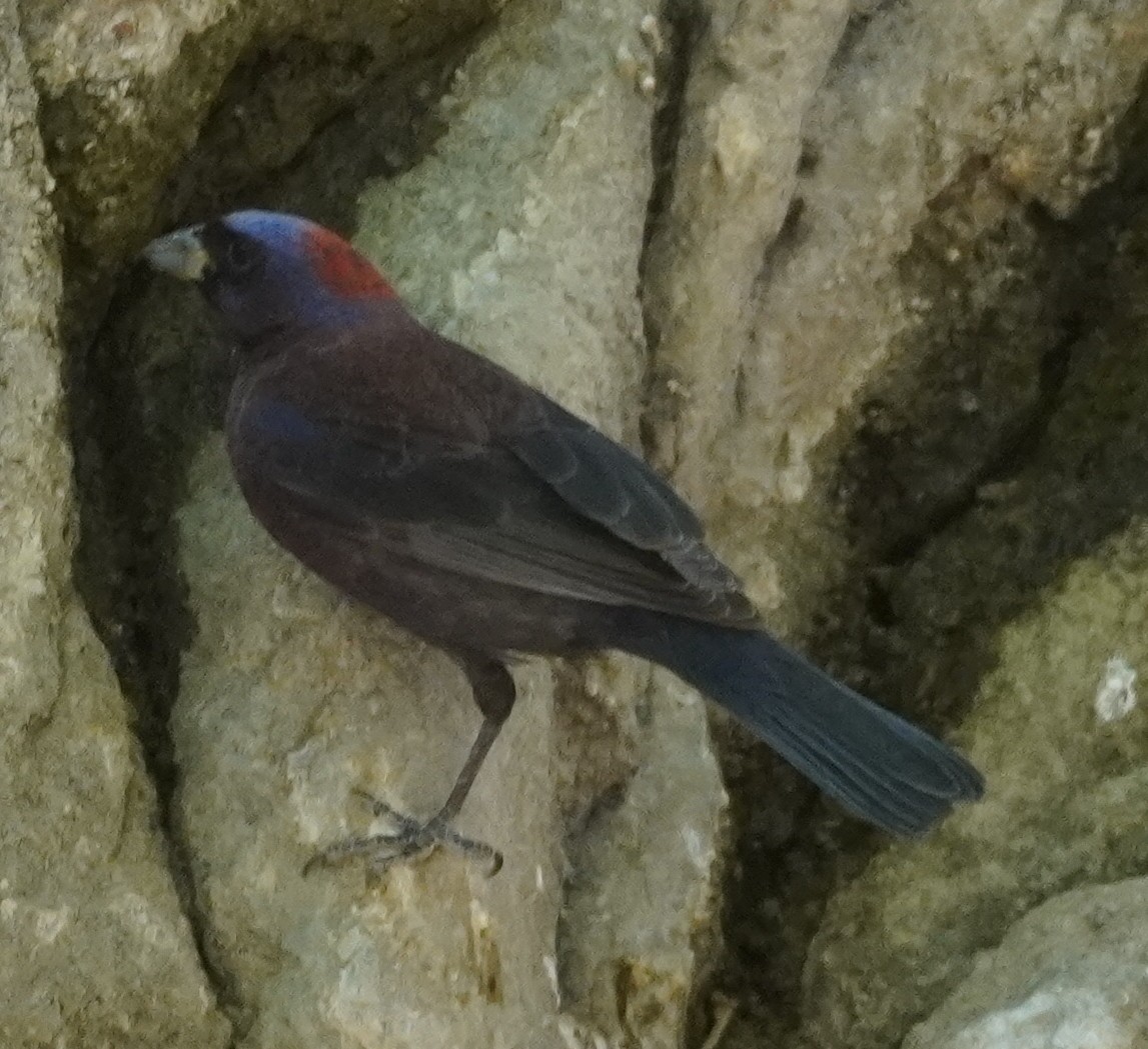 Varied Bunting - ML638305085