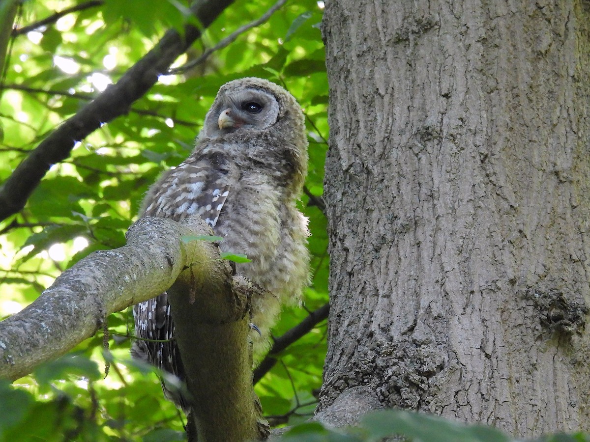 Barred Owl - ML638305100